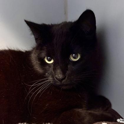 Enlarge Milton, a ADOPTABLE Domestic Short Hair in Lansing, MI image 4/4