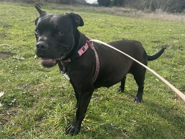 Enlarge FIONA, a Adoptable mixed breed in McKinleyville, CA image 1/1