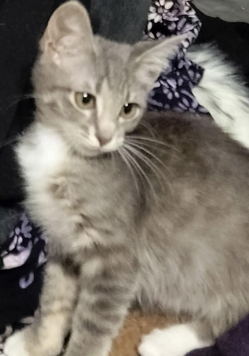 Walter the Silver, Adopted, Young Male Tabby & Domestic Short Hair.