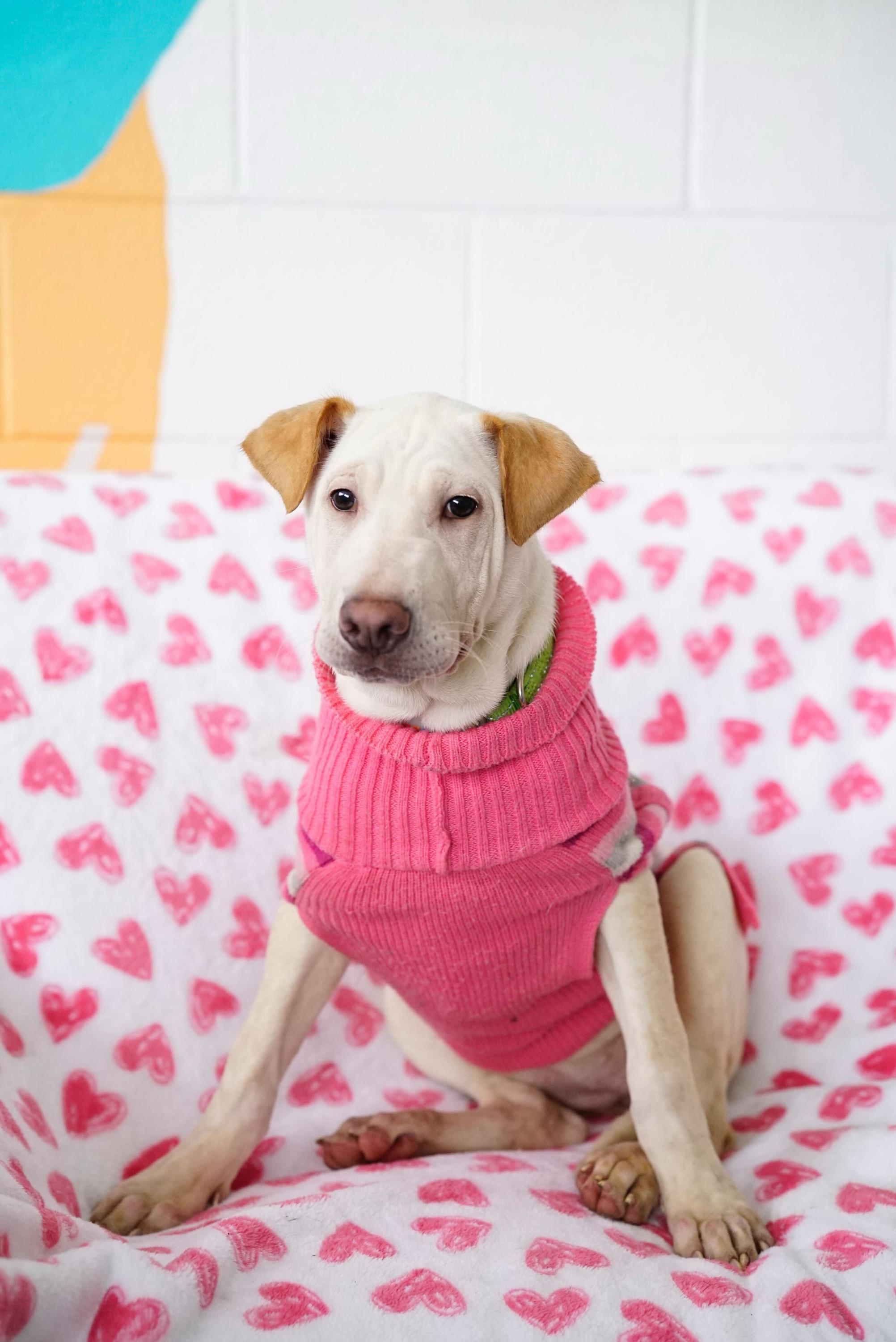 Enlarge Ariel, a Adoptable mixed breed in Pasadena, CA image 2/6