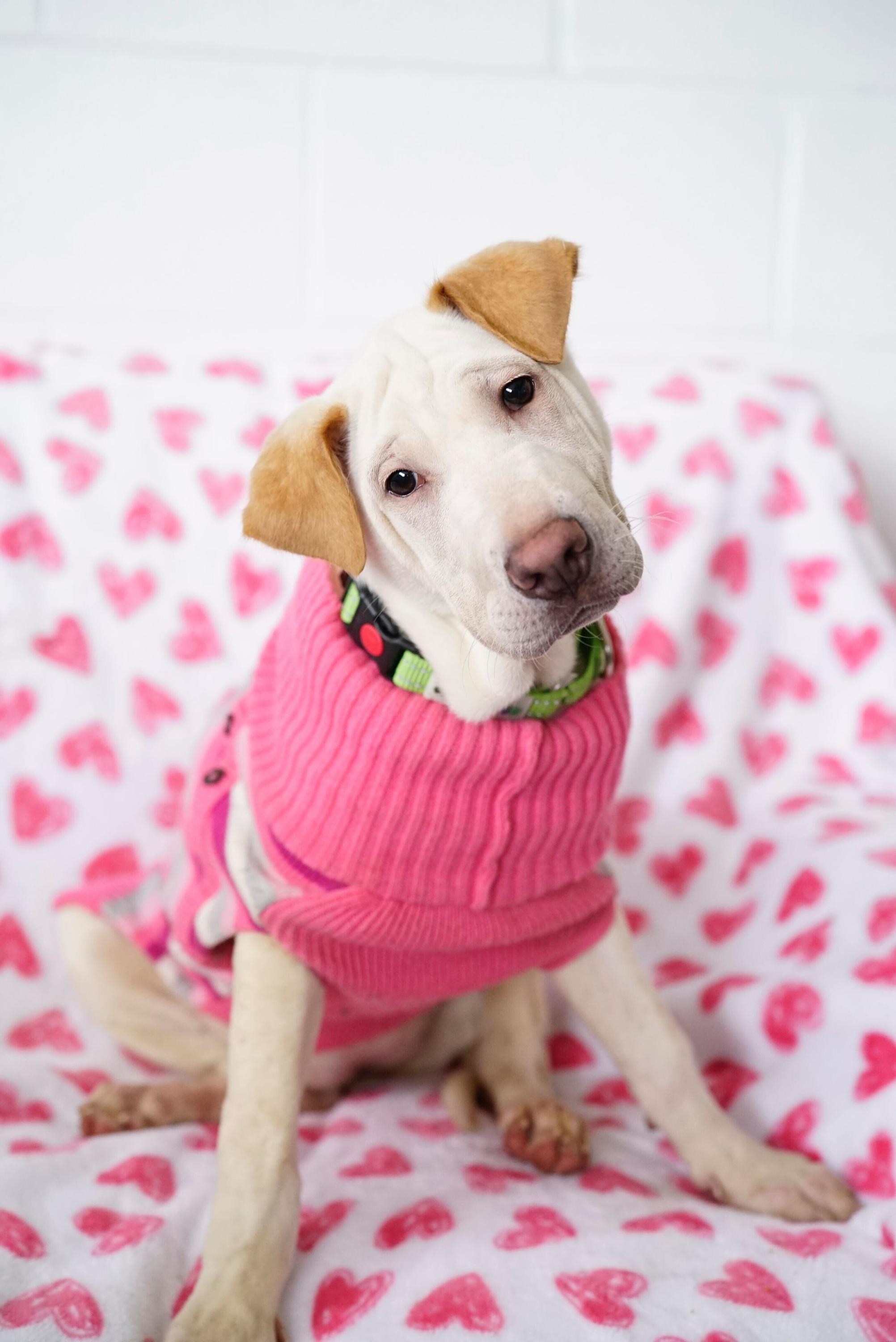 Enlarge Ariel, a Adoptable mixed breed in Pasadena, CA image 1/6