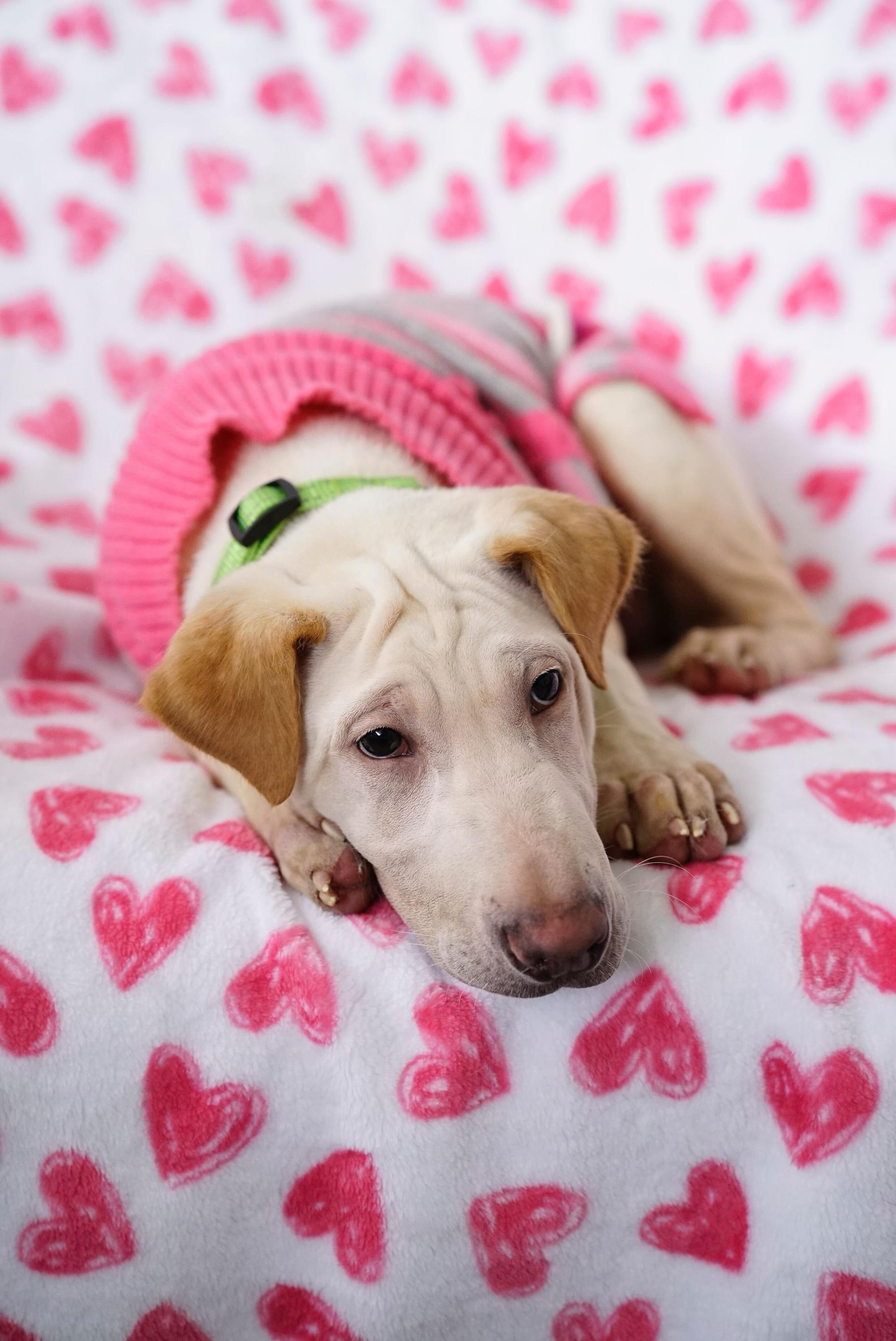 Enlarge Ariel, a Adoptable mixed breed in Pasadena, CA image 4/6