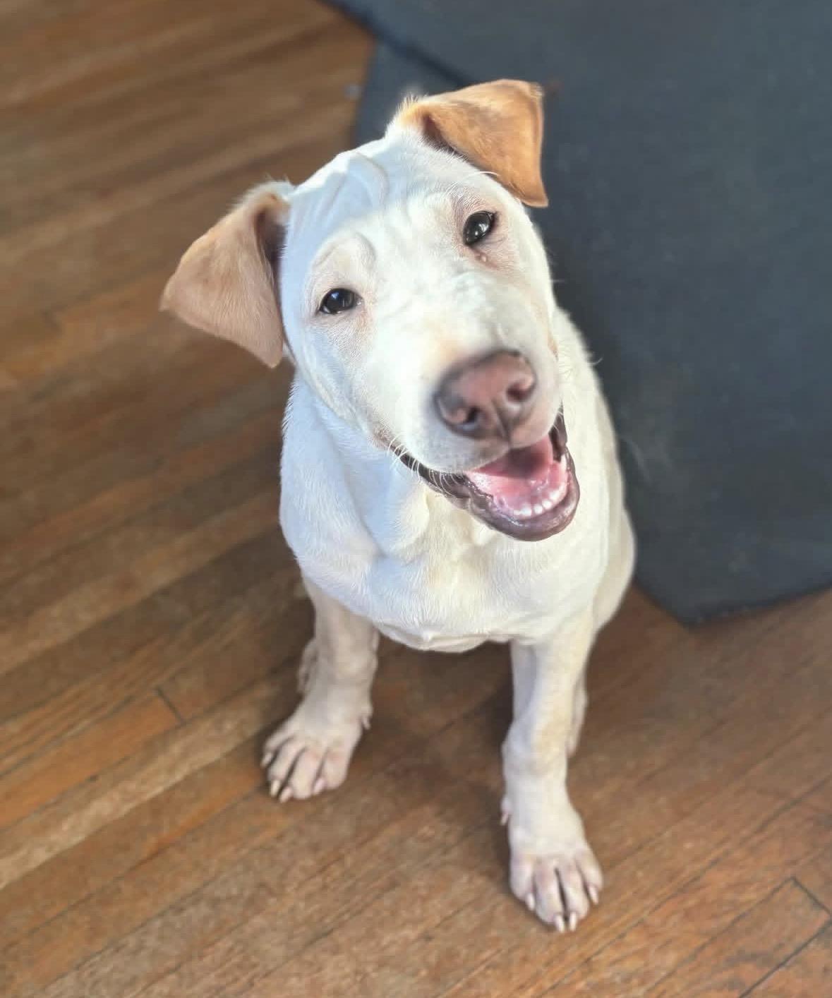Ariel, Adoptable, Puppy Female Labrador Retriever & Shar-Pei.