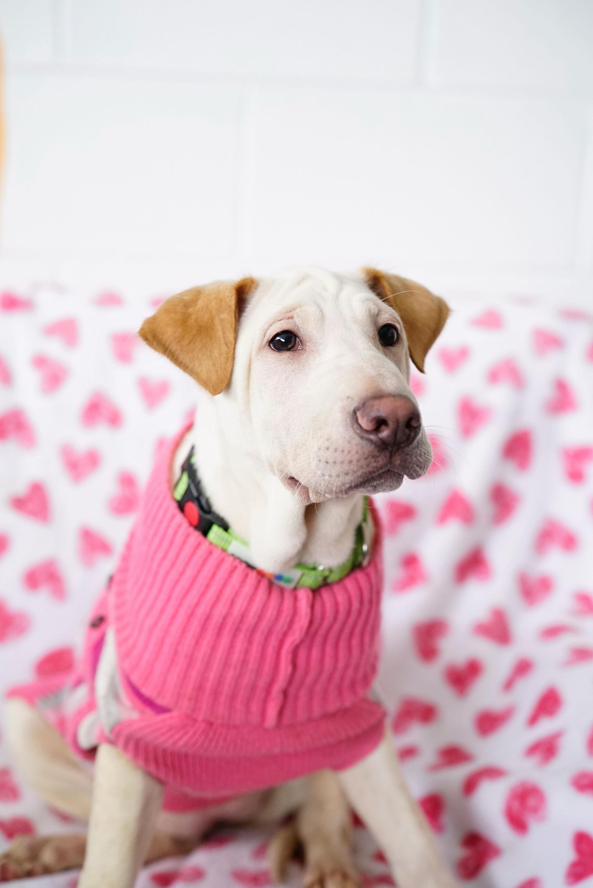 Enlarge Ariel, a Adoptable mixed breed in Pasadena, CA image 5/6