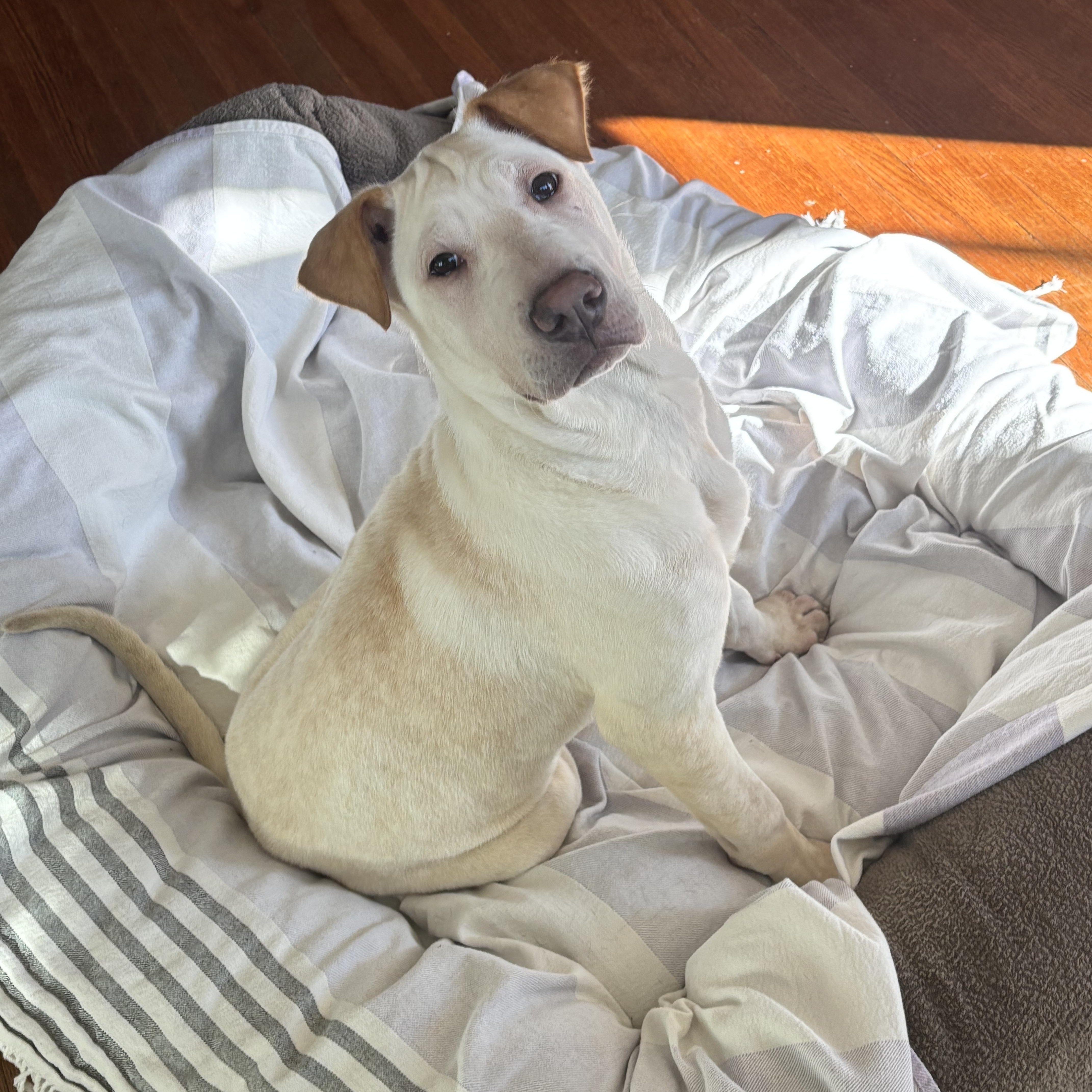 Enlarge Ariel, a Adoptable mixed breed in Pasadena, CA image 6/6