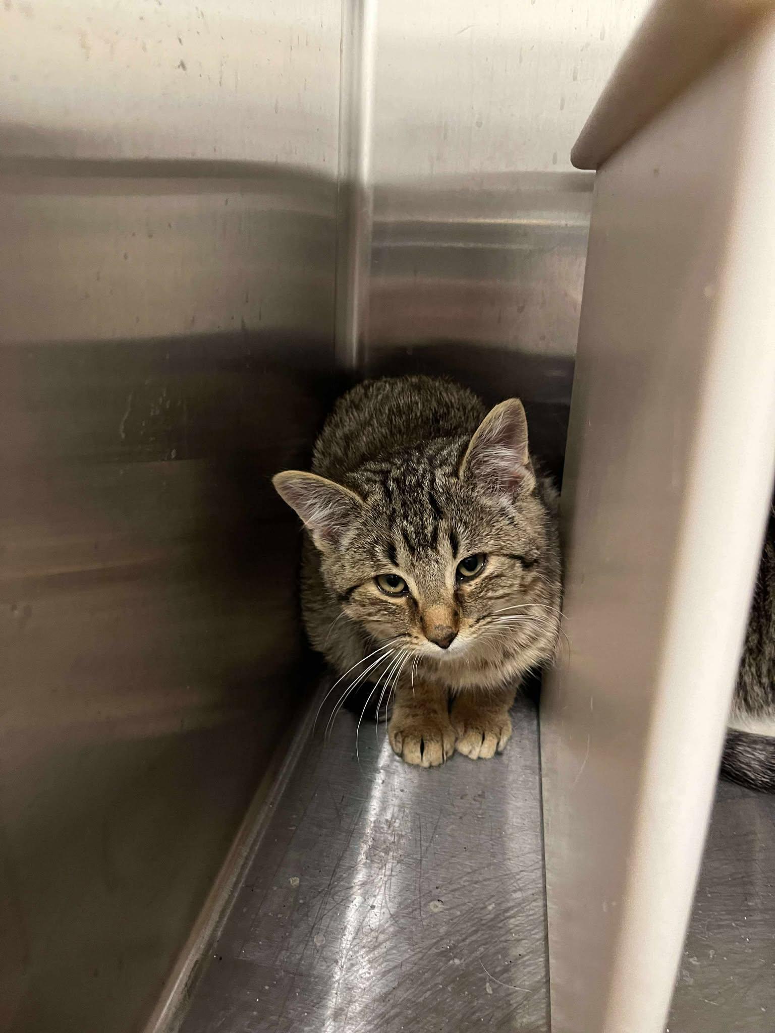 Enlarge Levi, a Adoptable Domestic Medium Hair in Ludington, MI image 1/1