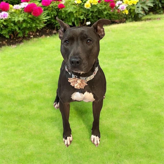 BAILEY, Adoptable, Adult Female Staffordshire Bull Terrier.