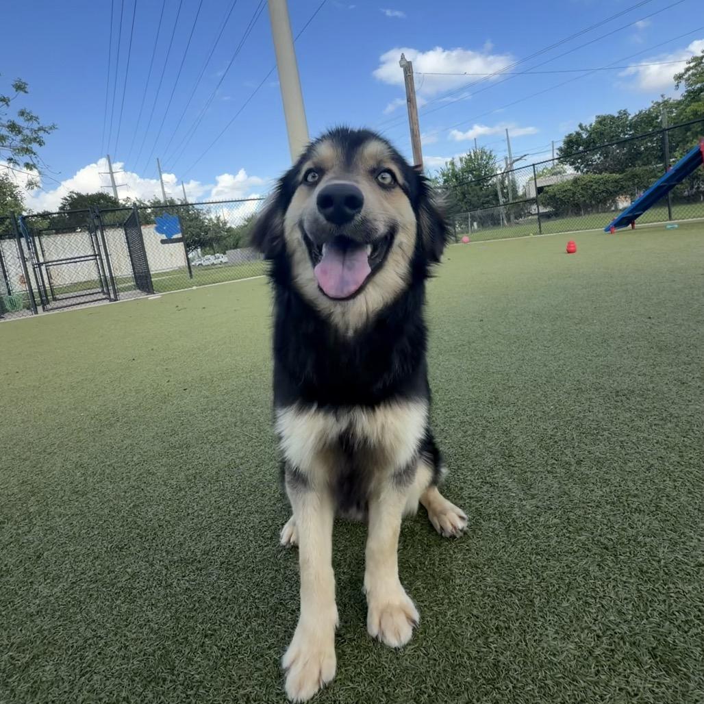 Rivers, a Adoptable mixed breed in Bryan, TX image 1/6