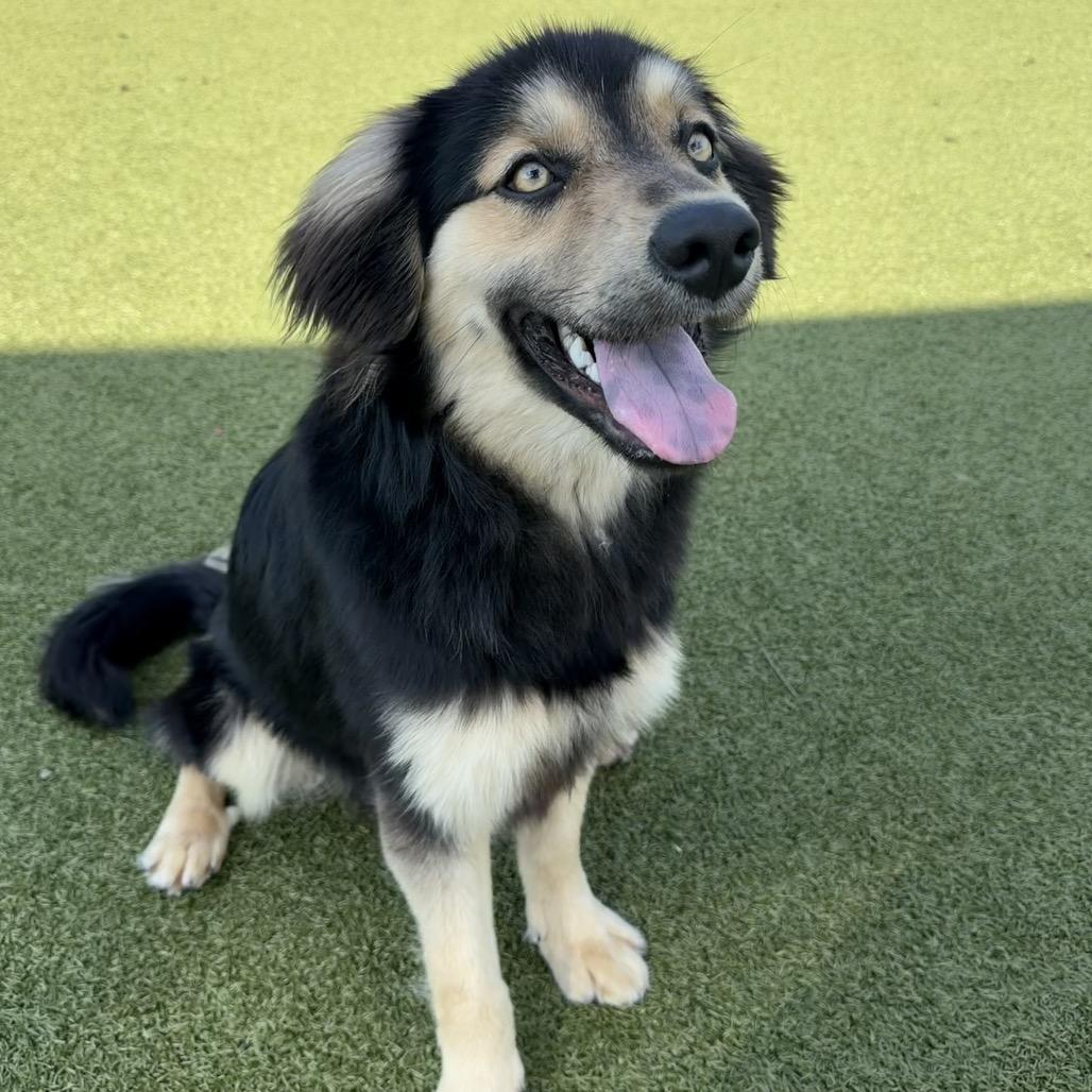Rivers, a Adoptable mixed breed in Bryan, TX image 2/6