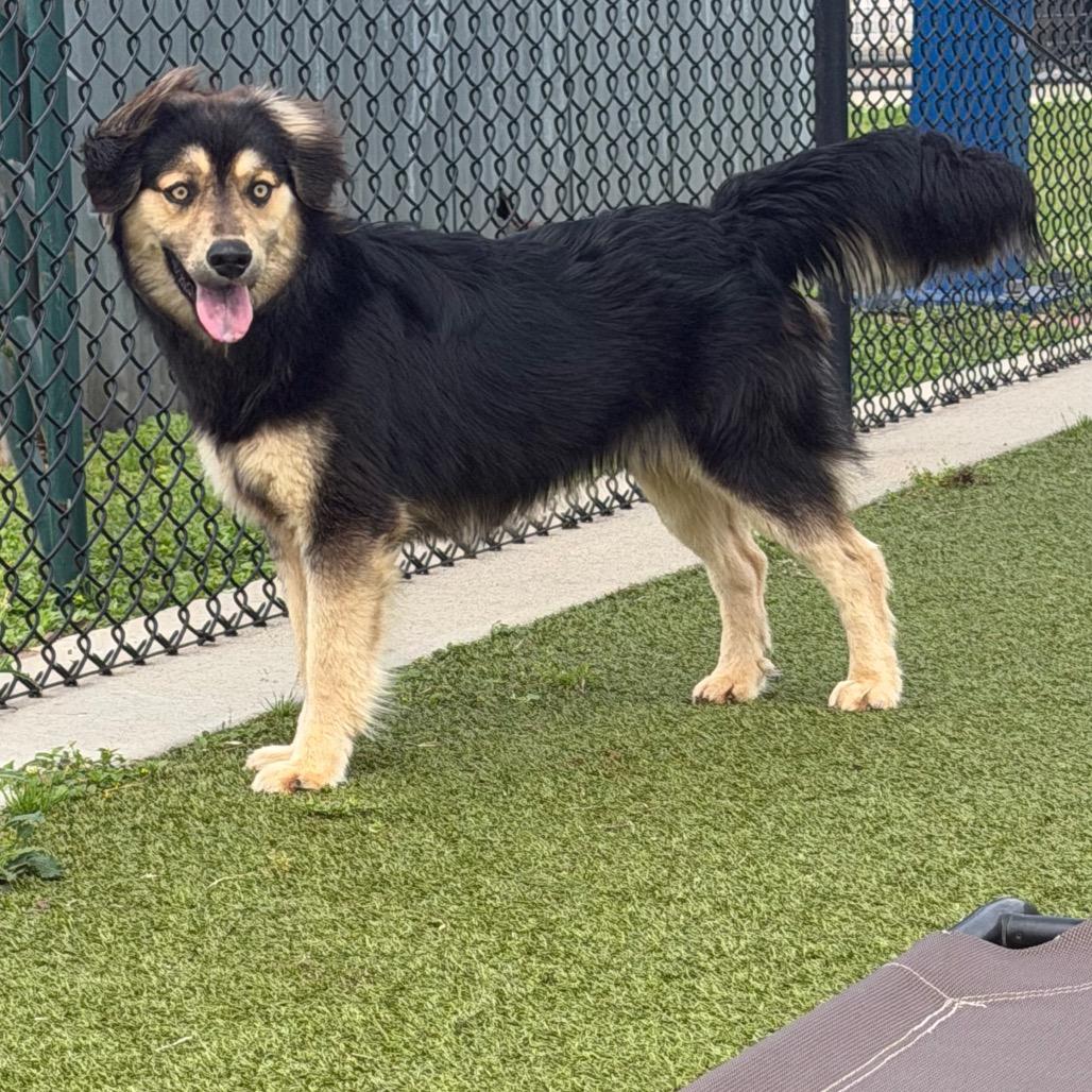 Rivers, a Adoptable mixed breed in Bryan, TX image 3/6