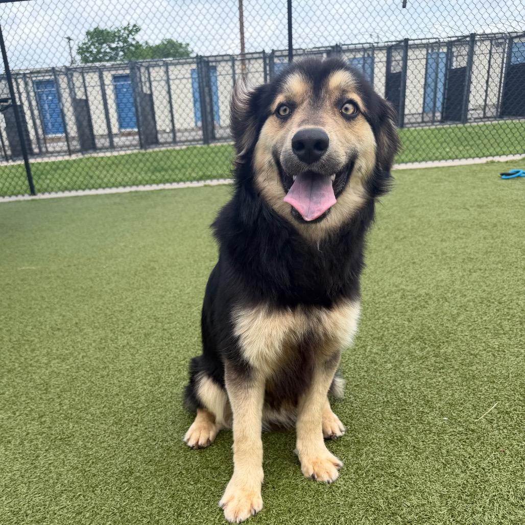 Rivers, a Adoptable mixed breed in Bryan, TX image 4/6