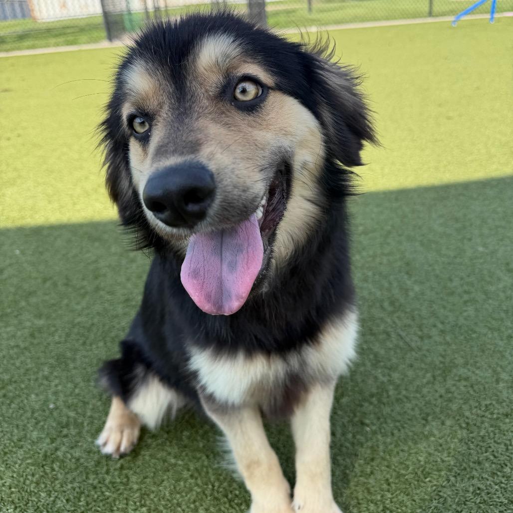 Rivers, a Adoptable mixed breed in Bryan, TX image 5/6
