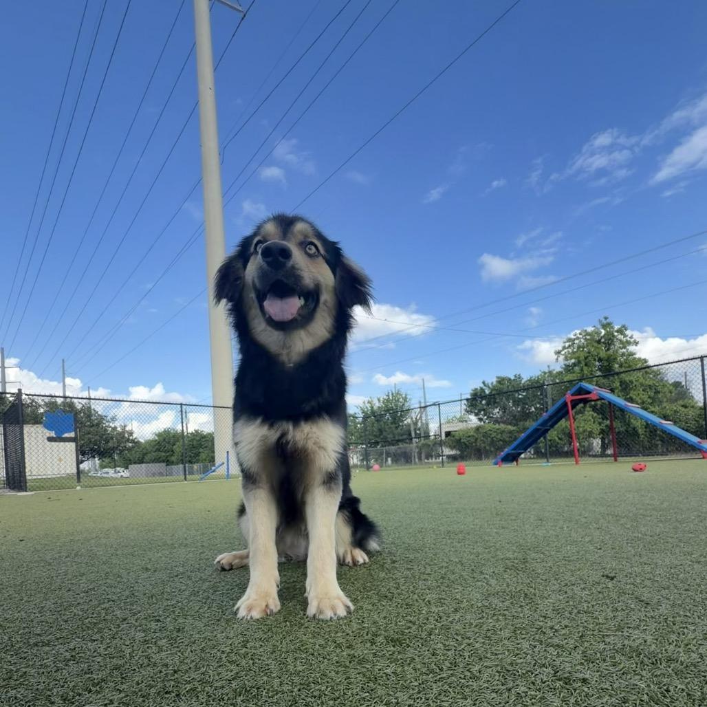 Rivers, a Adoptable mixed breed in Bryan, TX image 6/6