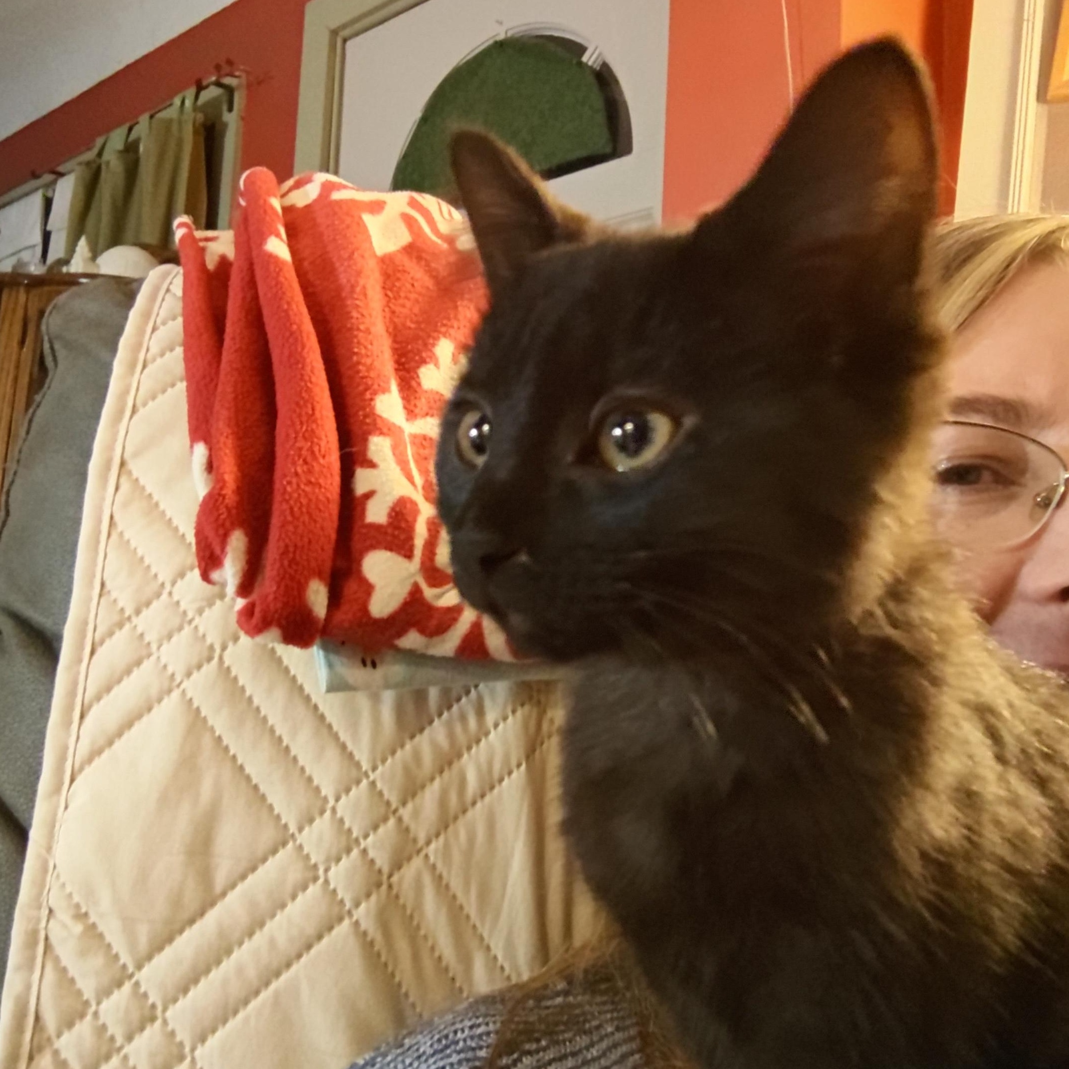 Enlarge COURTESY POSTING -  Polydactyl Kittens!!, a ADOPTABLE Domestic Short Hair in Ottawa Lake, MI image 4/5