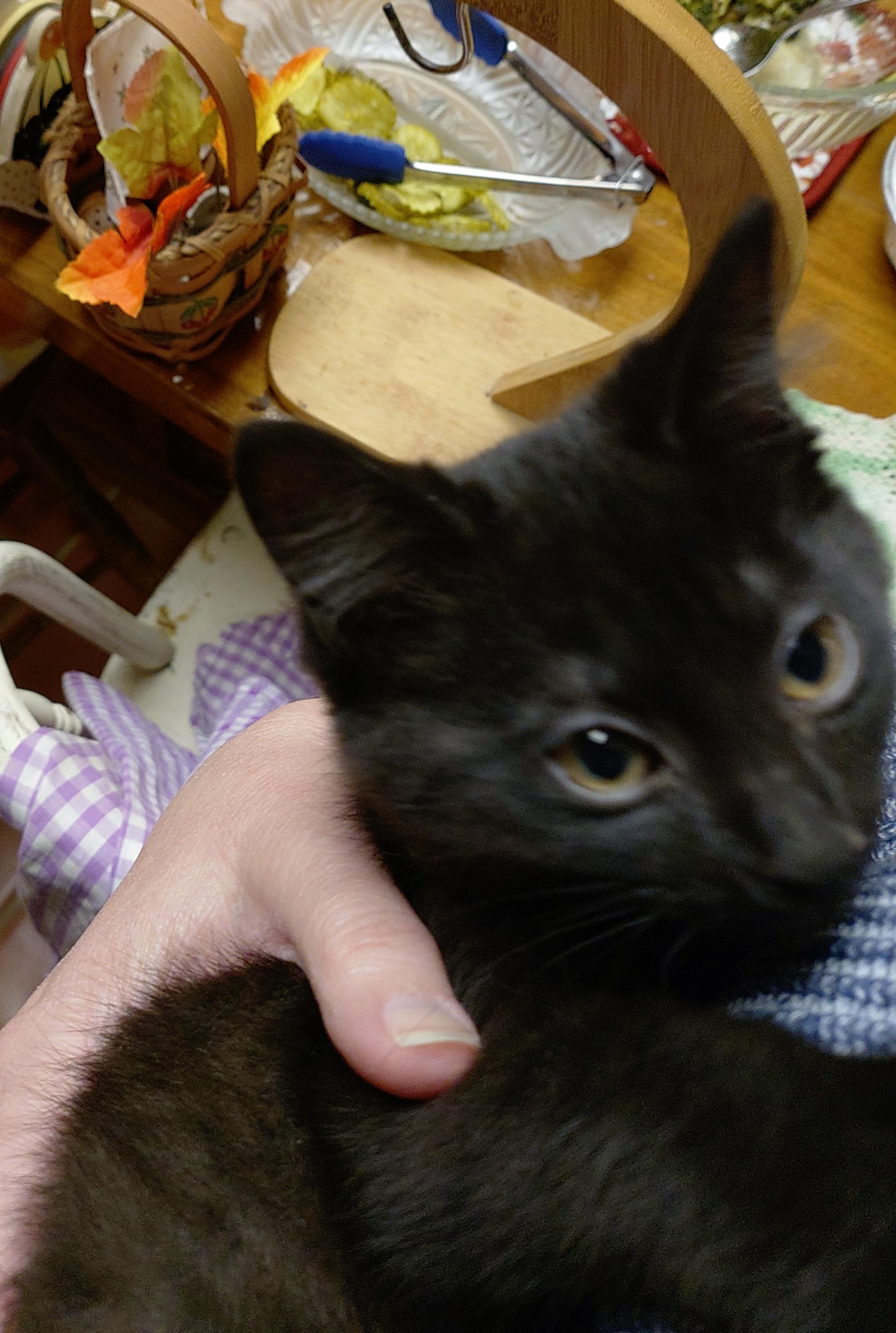 Enlarge COURTESY POSTING -  Polydactyl Kittens!!, a ADOPTABLE Domestic Short Hair in Ottawa Lake, MI image 2/5