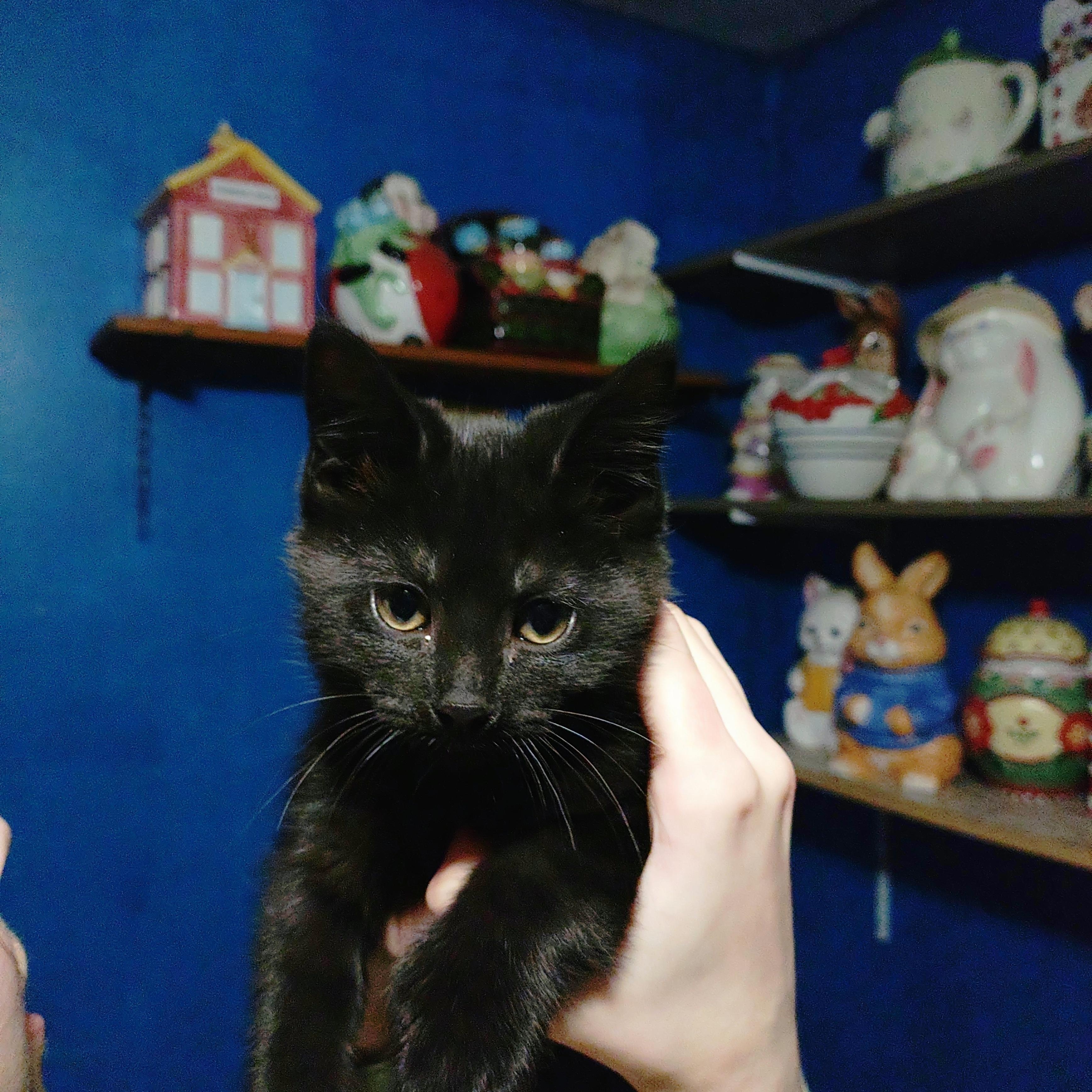 Enlarge COURTESY POSTING -  Polydactyl Kittens!!, a ADOPTABLE Domestic Short Hair in Ottawa Lake, MI image 1/5