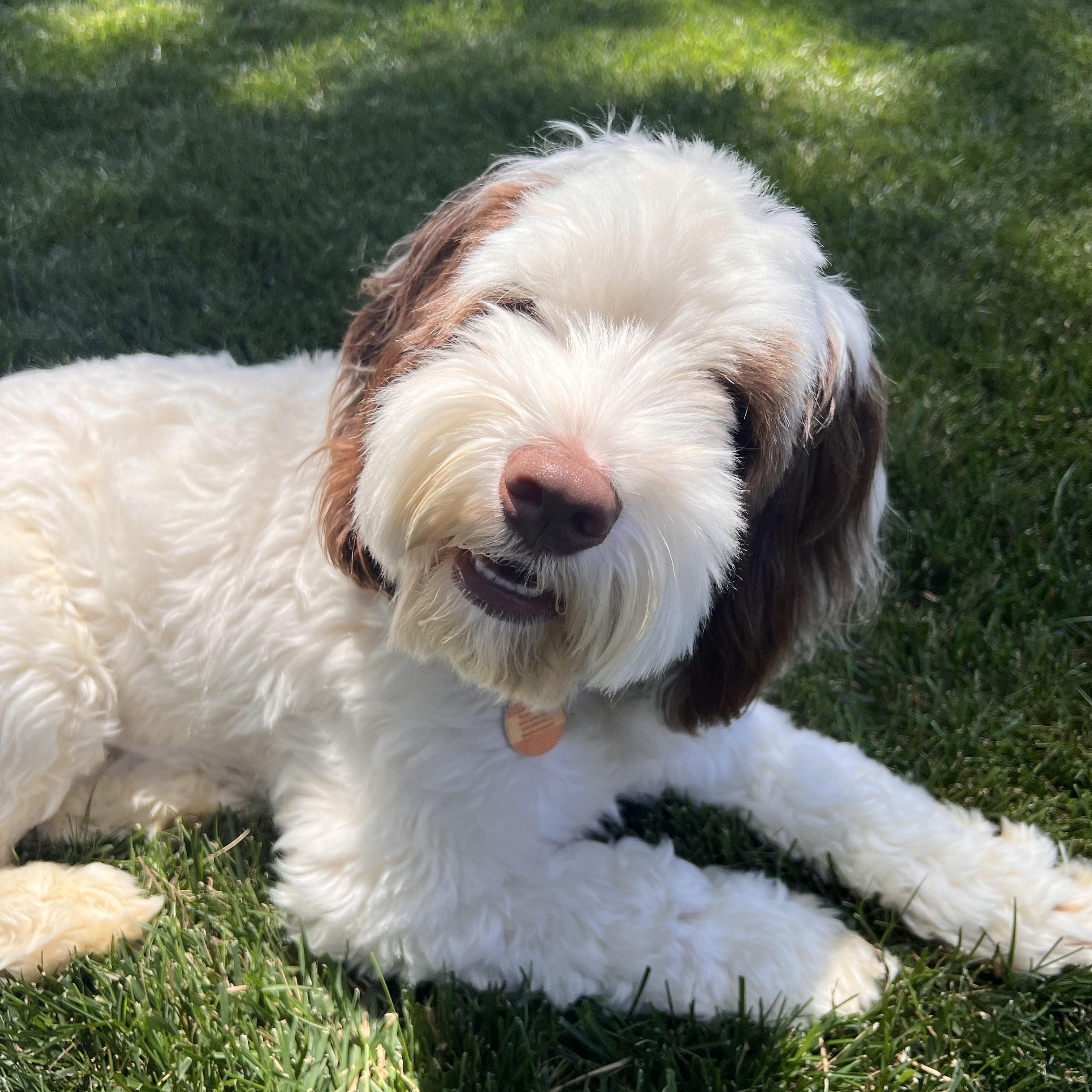 Enlarge WAFFLES-MISSOURI, a Adoptable Labradoodle in O'Fallon, MO image 1/6