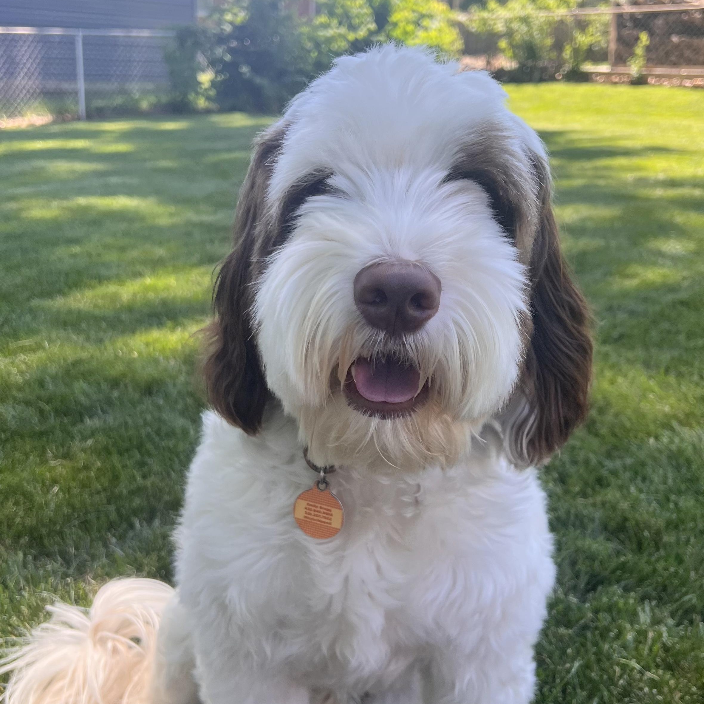 Enlarge WAFFLES-MISSOURI, a Adoptable Labradoodle in O'Fallon, MO image 2/6