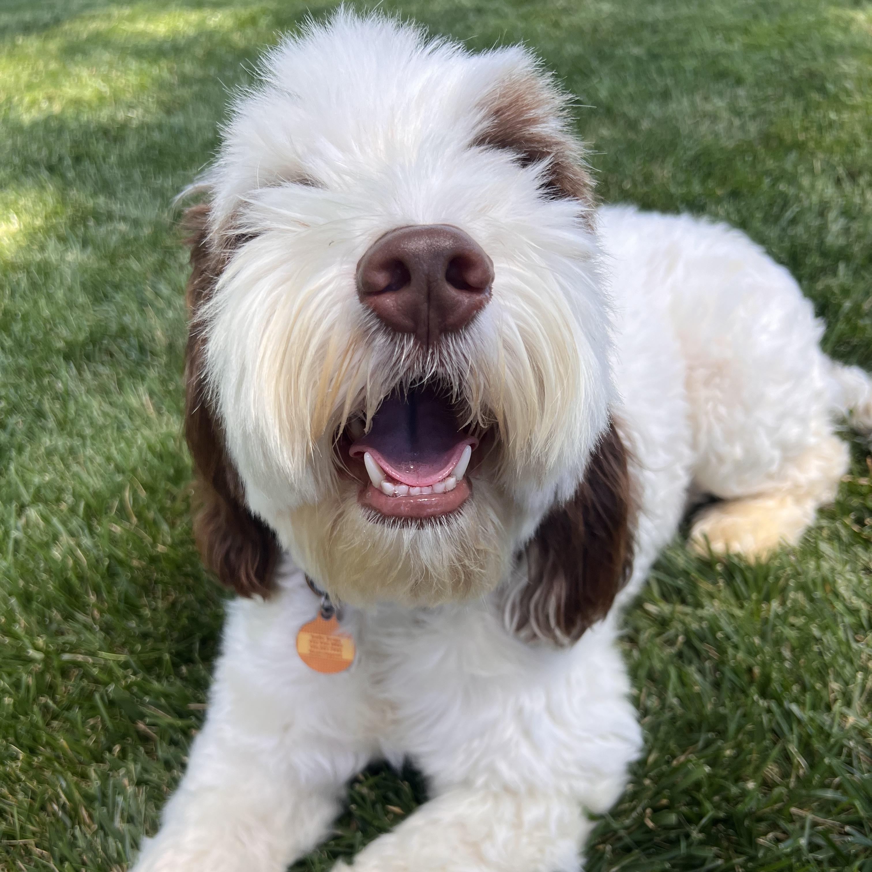 Enlarge WAFFLES-MISSOURI, a Adoptable Labradoodle in O'Fallon, MO image 4/6