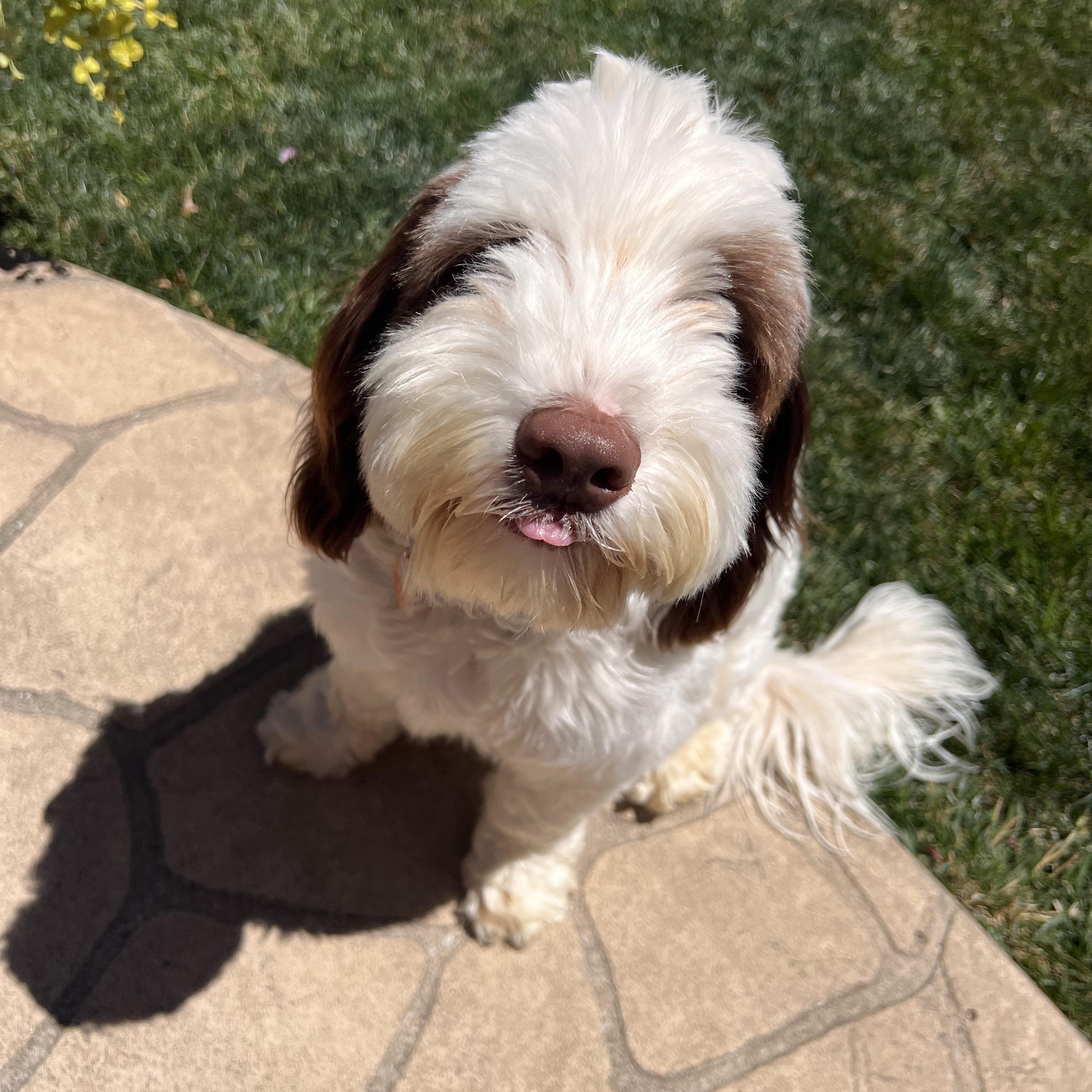Enlarge WAFFLES-MISSOURI, a Adoptable Labradoodle in O'Fallon, MO image 3/6
