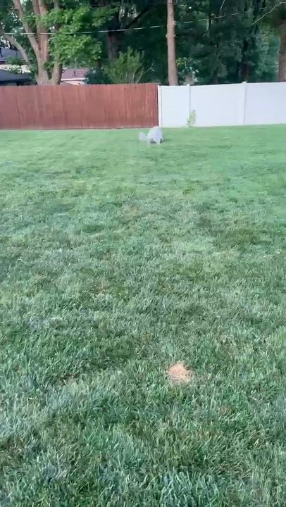 Enlarge WAFFLES-MISSOURI, a Adoptable Labradoodle in O'Fallon, MO video 6/6
