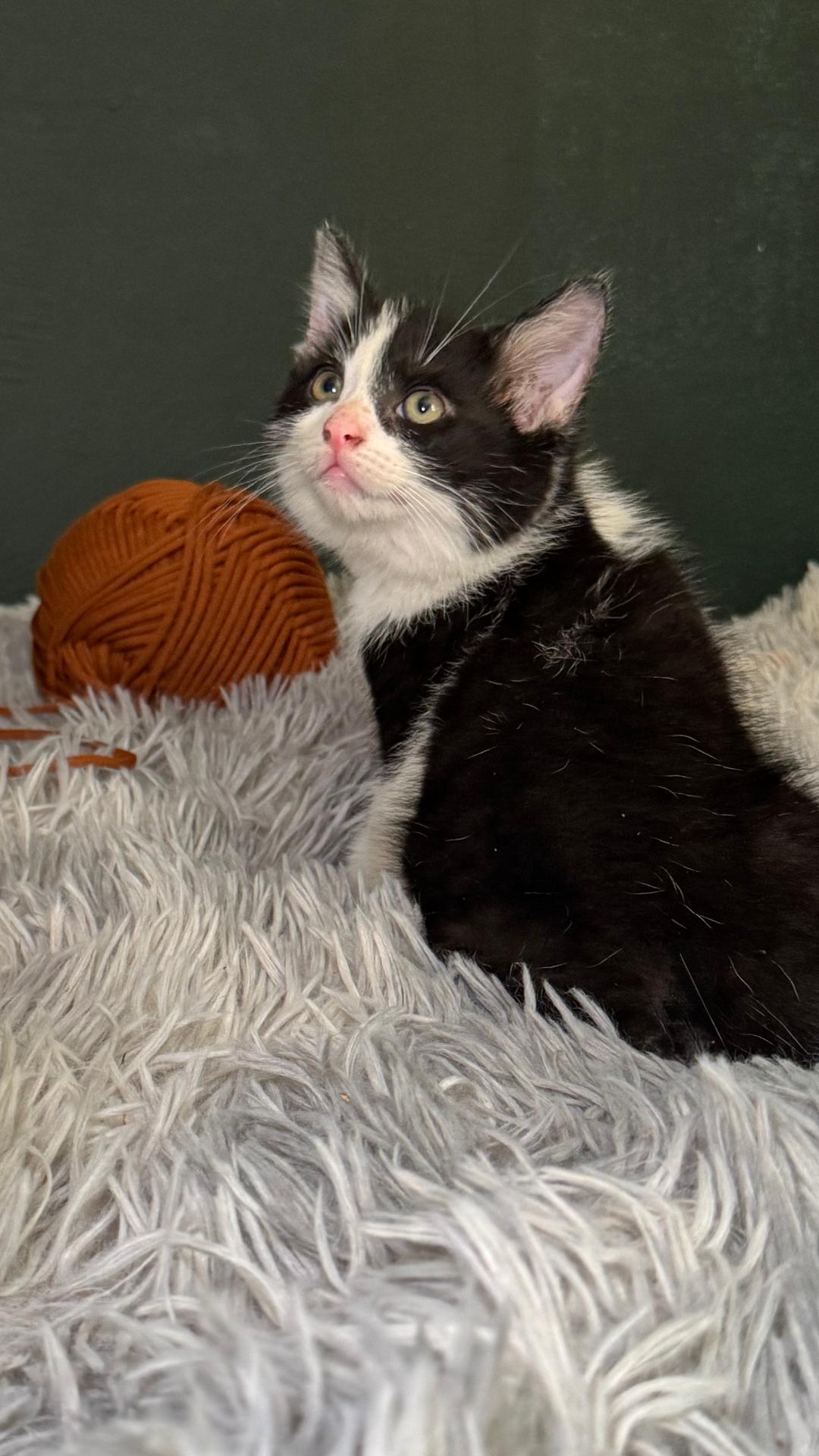 Enlarge Cookie, a Adopted Domestic Medium Hair in Cortland, OH image 2/2