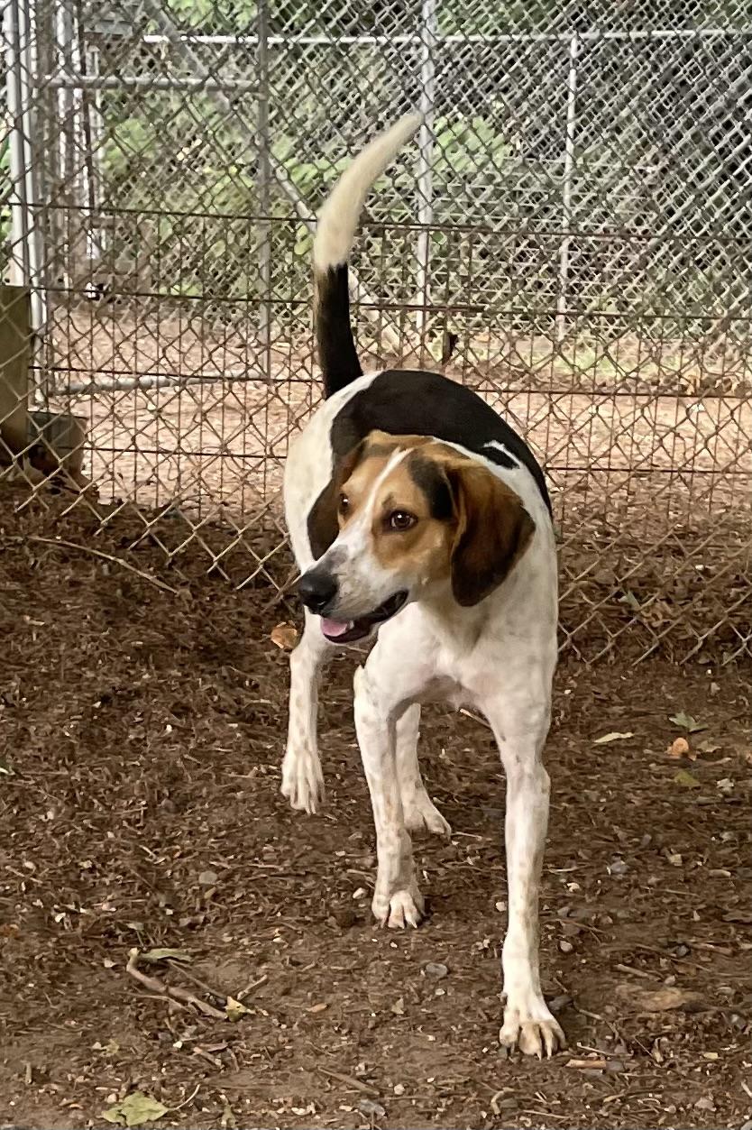 Enlarge Elton John, a ADOPTABLE mixed breed in Heathsville, VA image 4/6