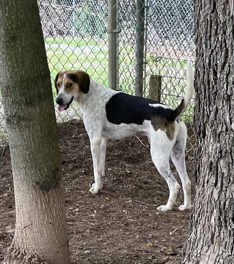 Enlarge Elton John, a ADOPTABLE mixed breed in Heathsville, VA image 3/6