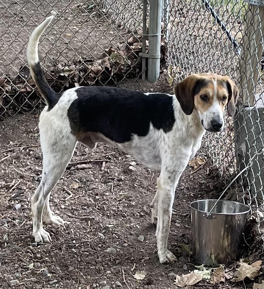 Enlarge Elton John, a ADOPTABLE mixed breed in Heathsville, VA image 6/6