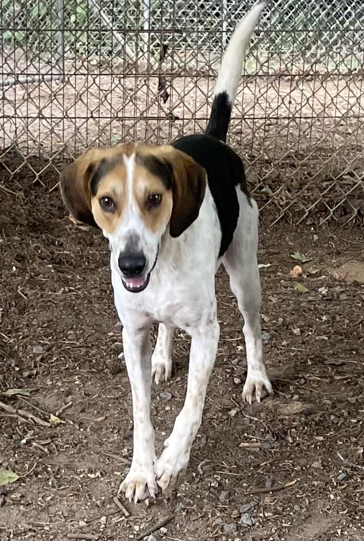 Enlarge Elton John, a ADOPTABLE mixed breed in Heathsville, VA image 5/6