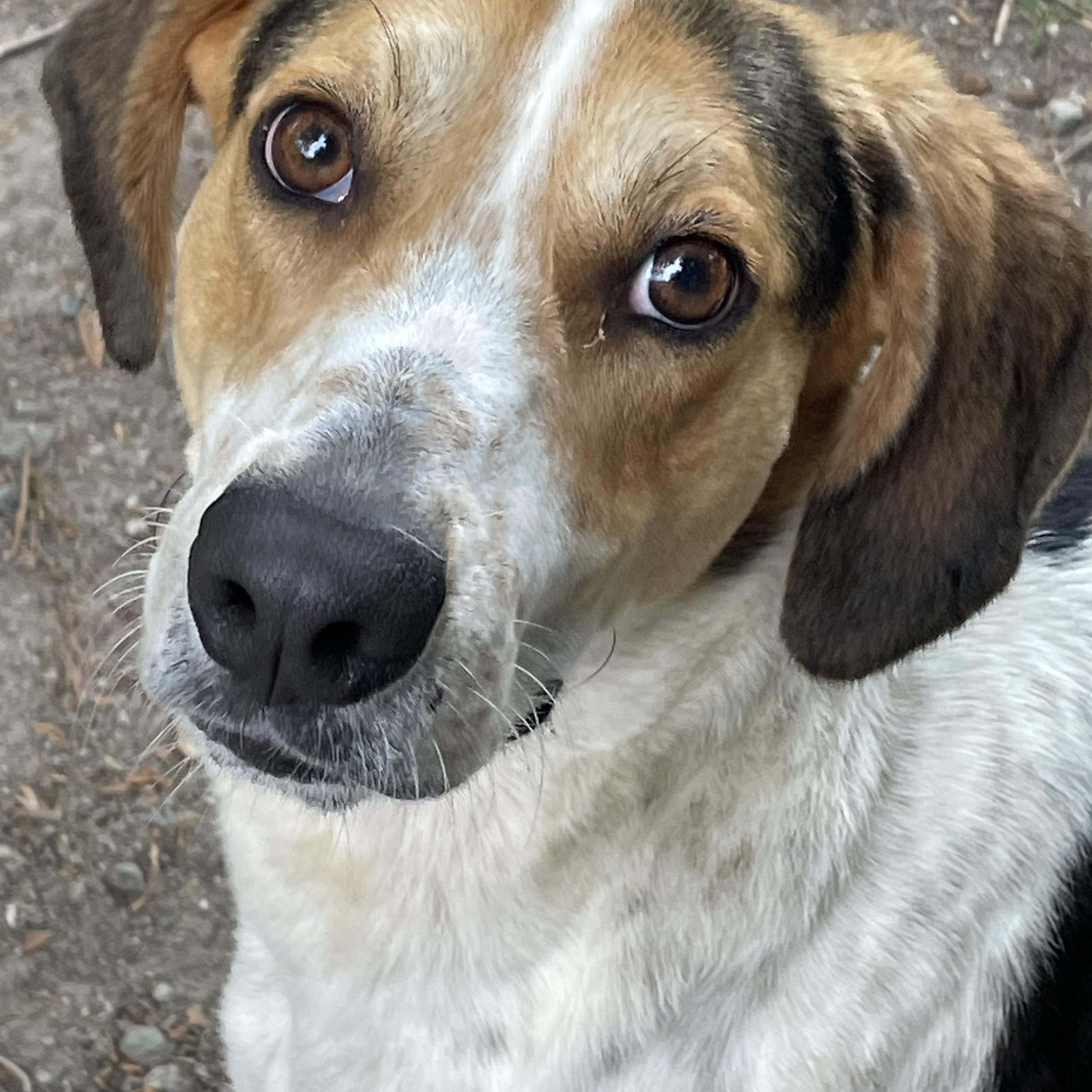 Elton John, ADOPTABLE, Young Male American Foxhound & Coonhound.