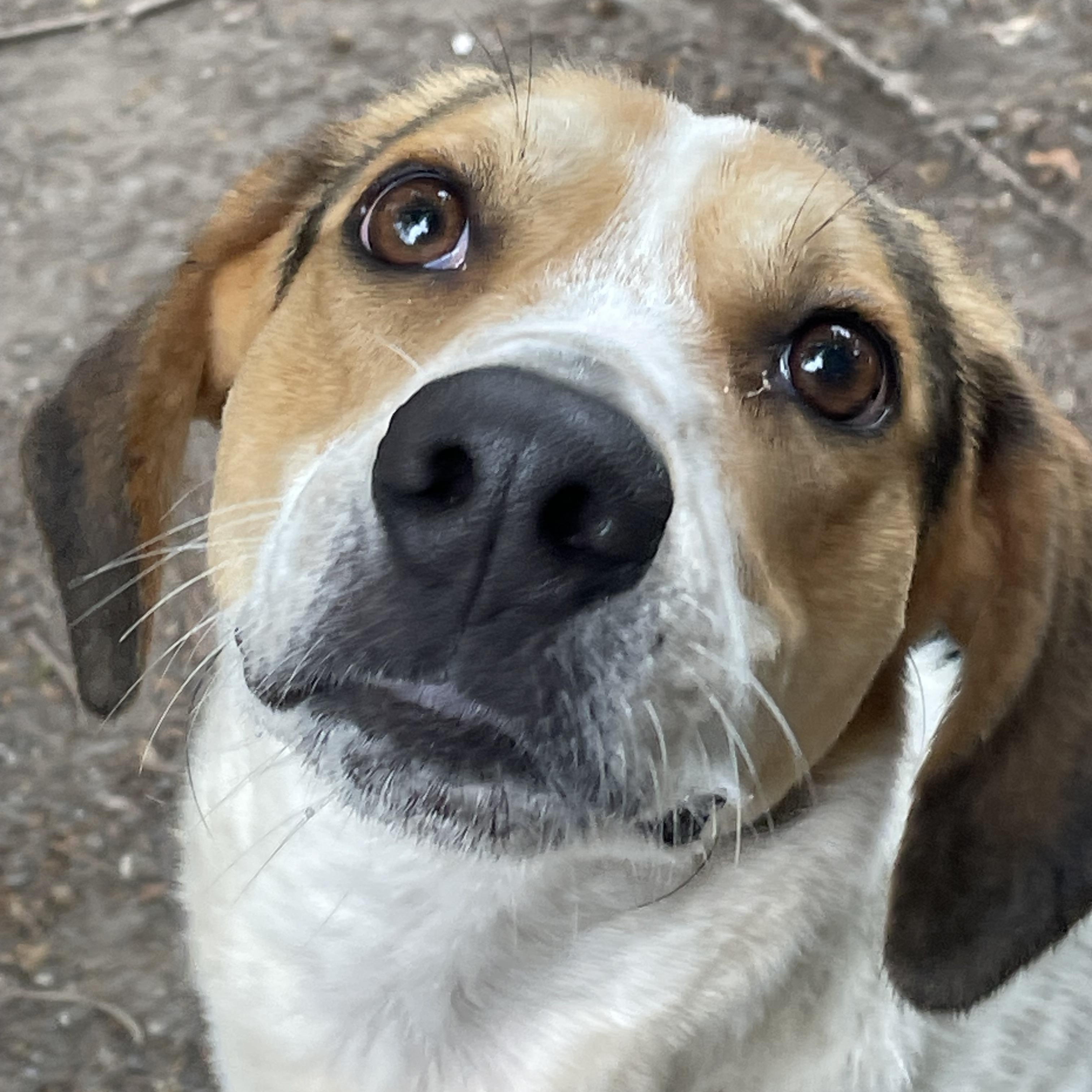 Enlarge Elton John, a ADOPTABLE mixed breed in Heathsville, VA image 2/6