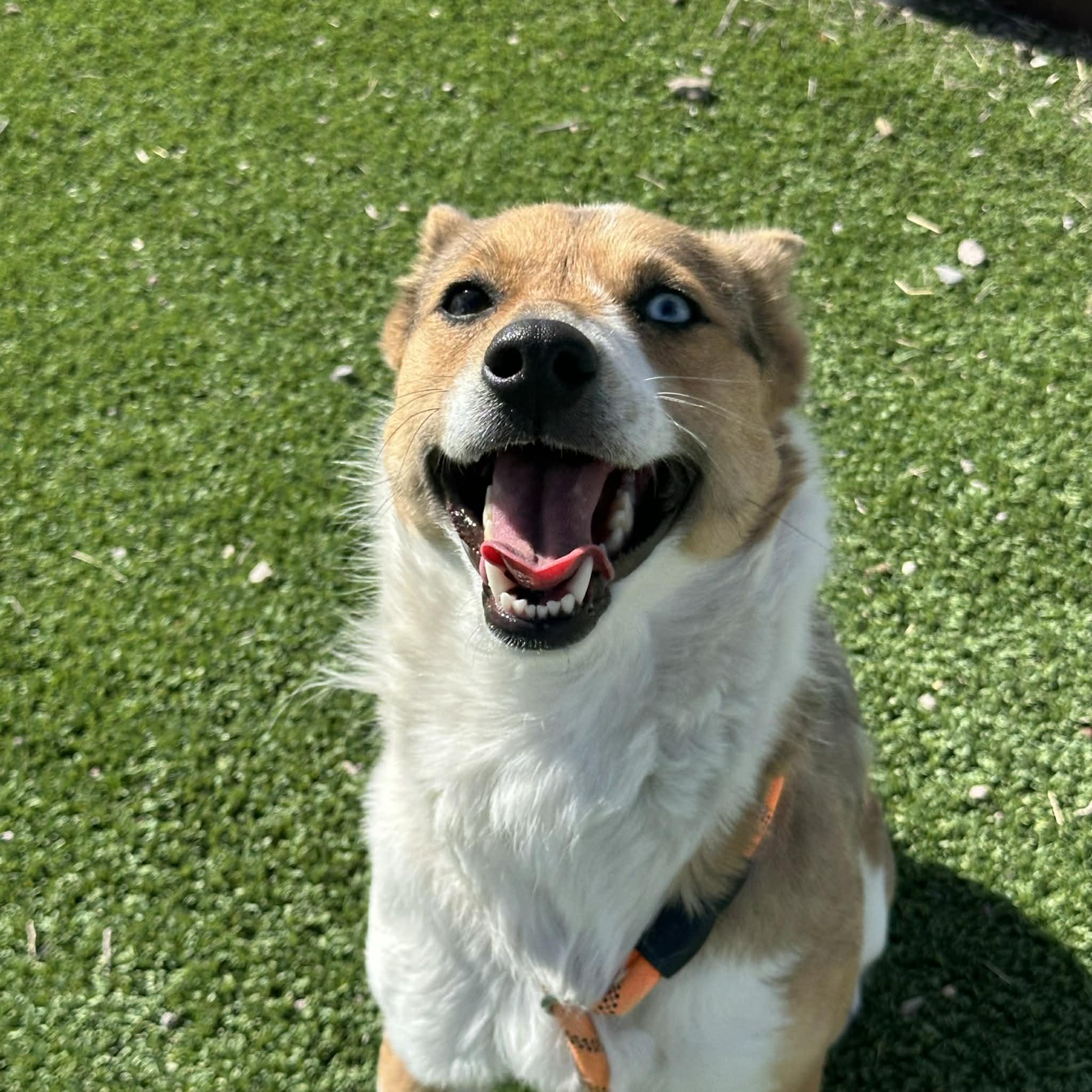 Renee, an adoptable mixed breed in Truth or Consequences , NM image 3/6