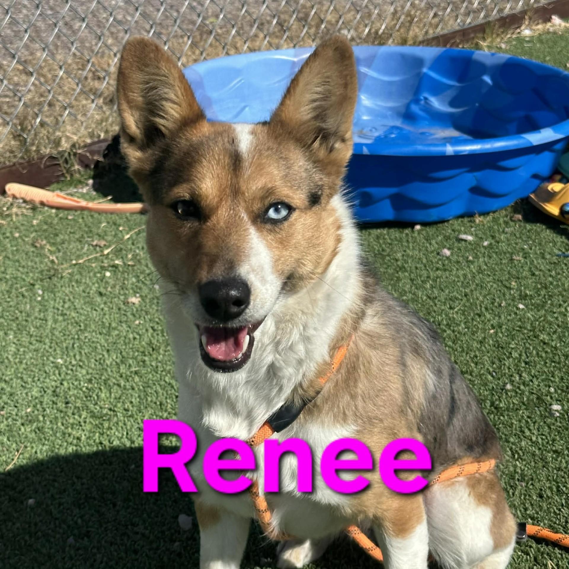 Renee, an adoptable mixed breed in Truth or Consequences , NM image 1/6