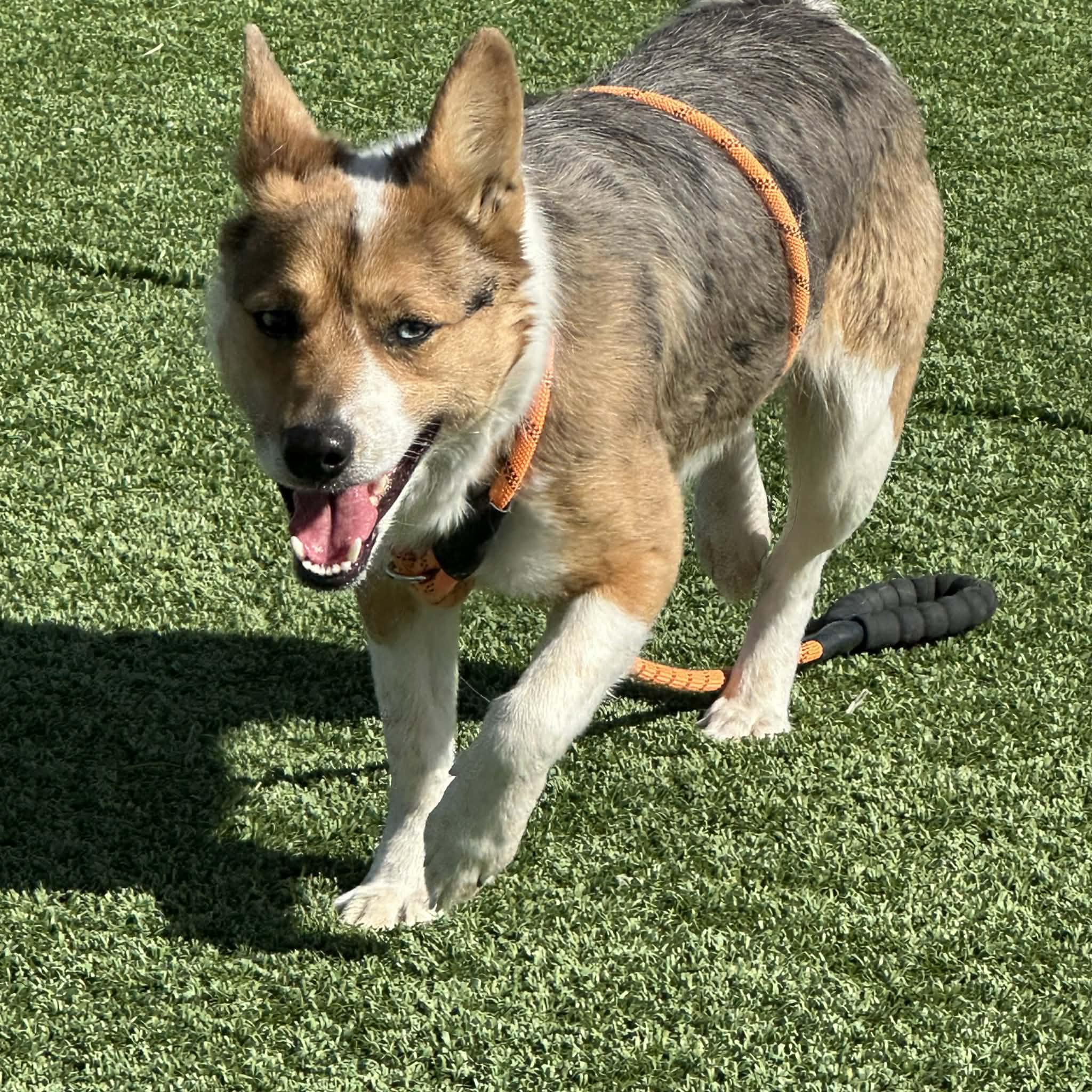 Renee, an adoptable mixed breed in Truth or Consequences , NM image 4/6