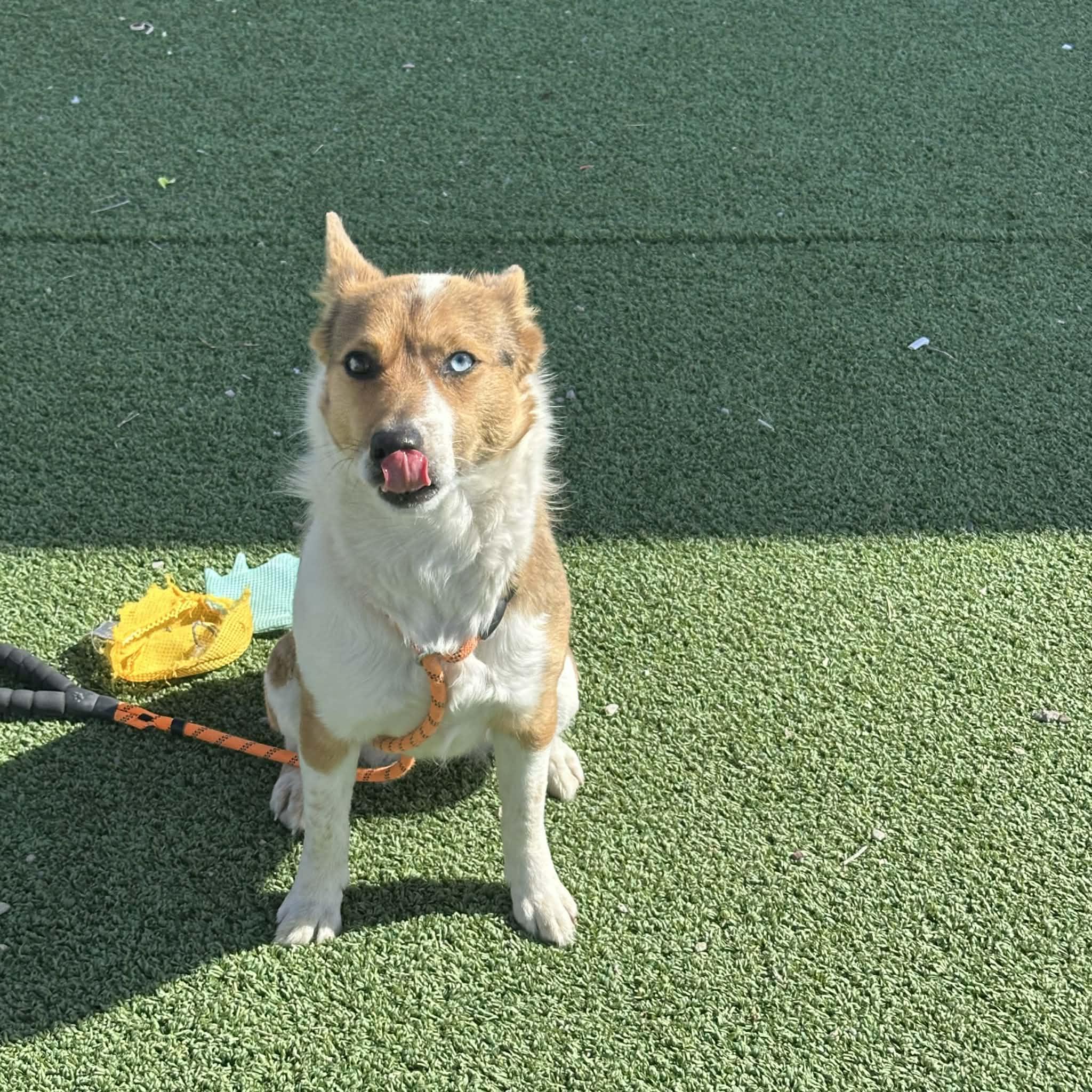 Renee, an adoptable mixed breed in Truth or Consequences , NM image 6/6