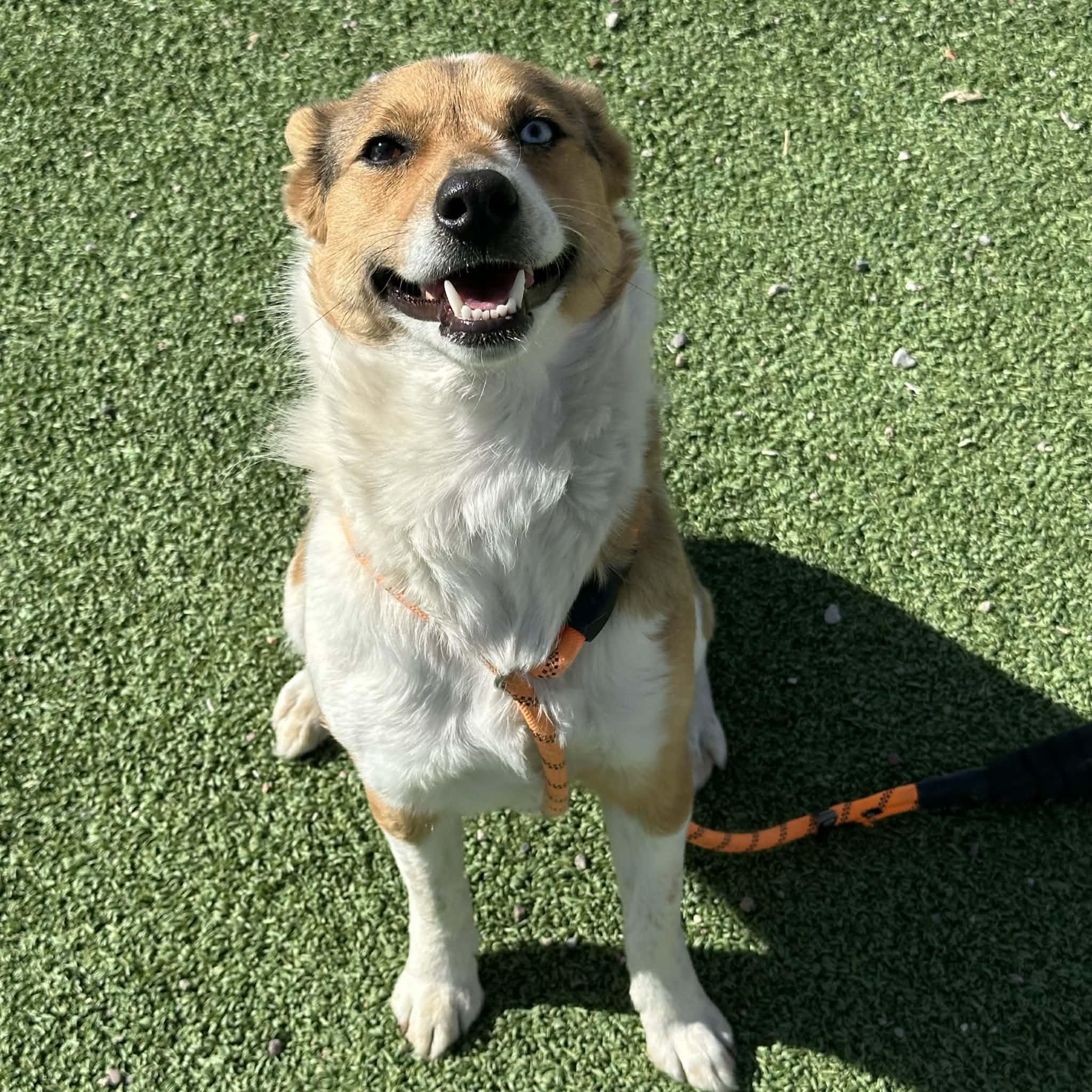 Renee, an adoptable mixed breed in Truth or Consequences , NM image 2/6