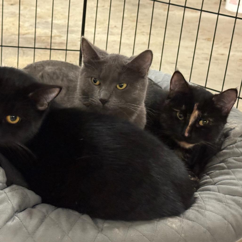 Enlarge Rachel, a Adoptable Domestic Short Hair in Coos Bay, OR image 2/3