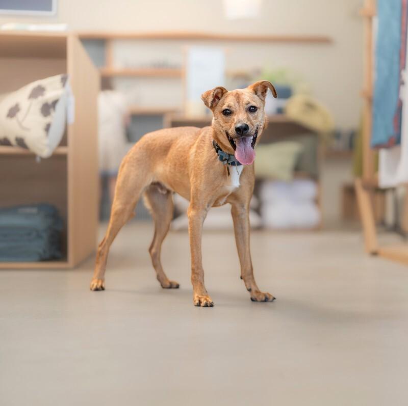 Enlarge Hank, a Adoptable mixed breed in Valley Village, CA image 1/6