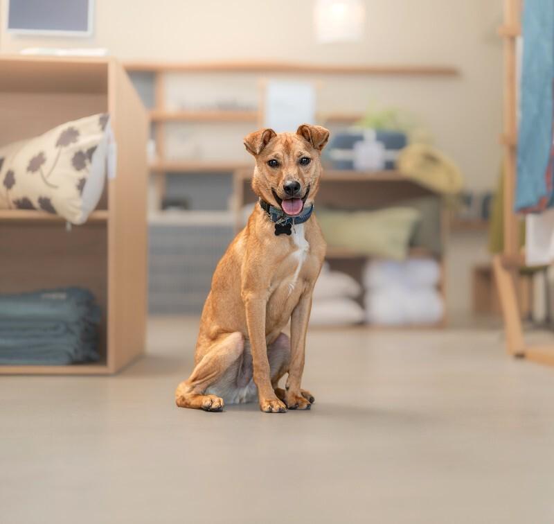 Enlarge Hank, a Adoptable mixed breed in Valley Village, CA image 2/6