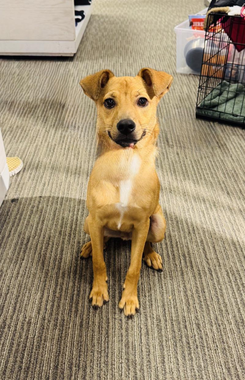 Hank, Adoptable, Young Male Basenji & Mixed Breed.