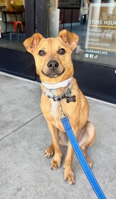 Hank, a Adoptable mixed breed in Valley Village, CA image 2/5