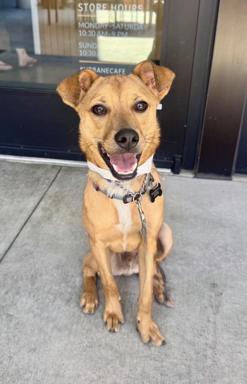 Hank, a Adoptable mixed breed in Valley Village, CA image 3/5