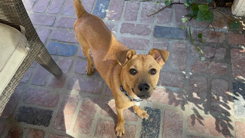 Hank, a Adoptable mixed breed in Valley Village, CA image 4/5