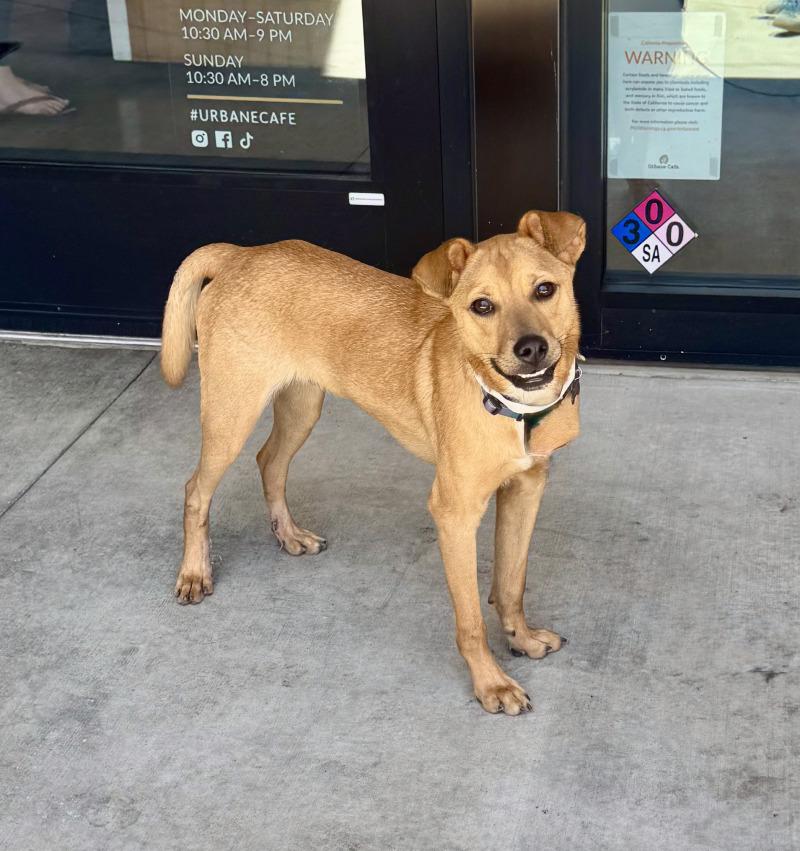 Hank, a Adoptable mixed breed in Valley Village, CA image 5/5