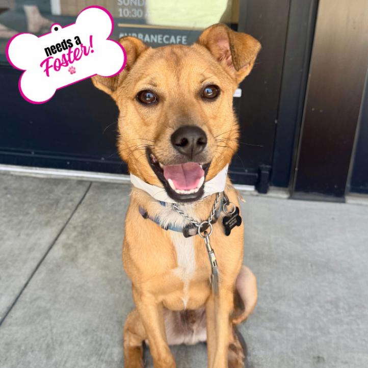 Enlarge Hank, a Adoptable mixed breed in Valley Village, CA image 6/6