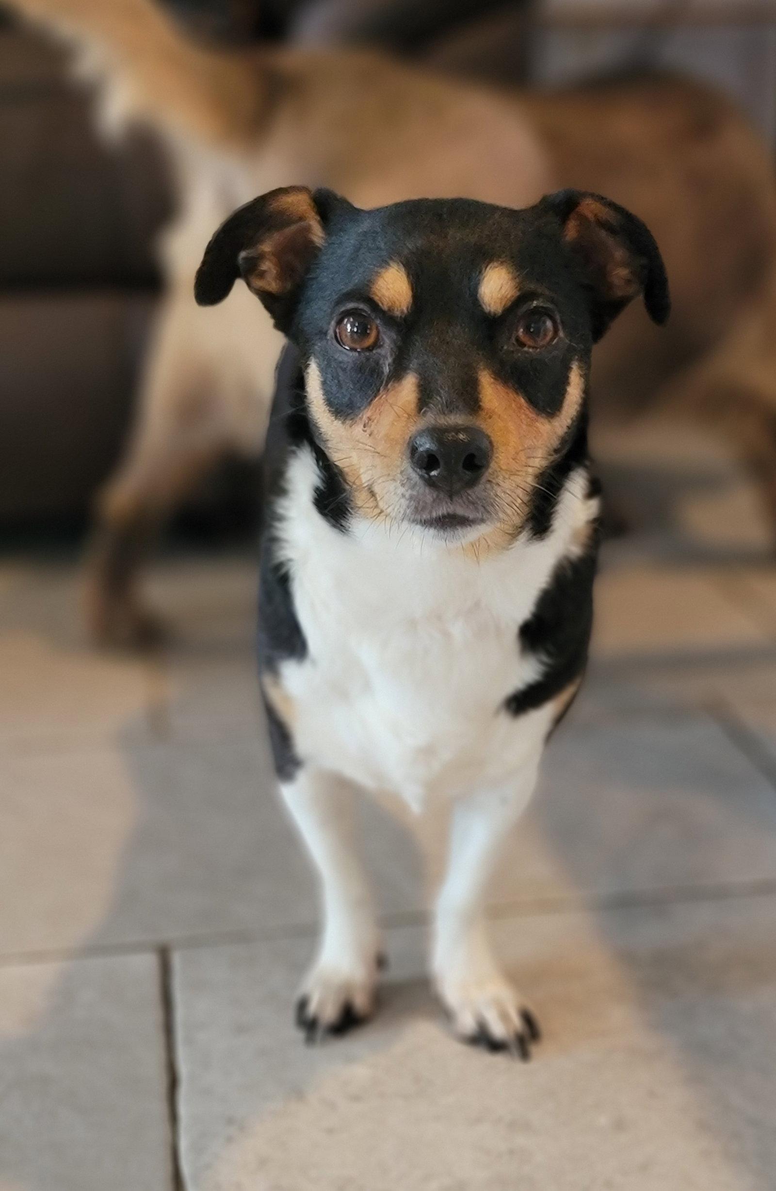 Apple, Adoptable, Adult Female Beagle & Jack Russell Terrier.