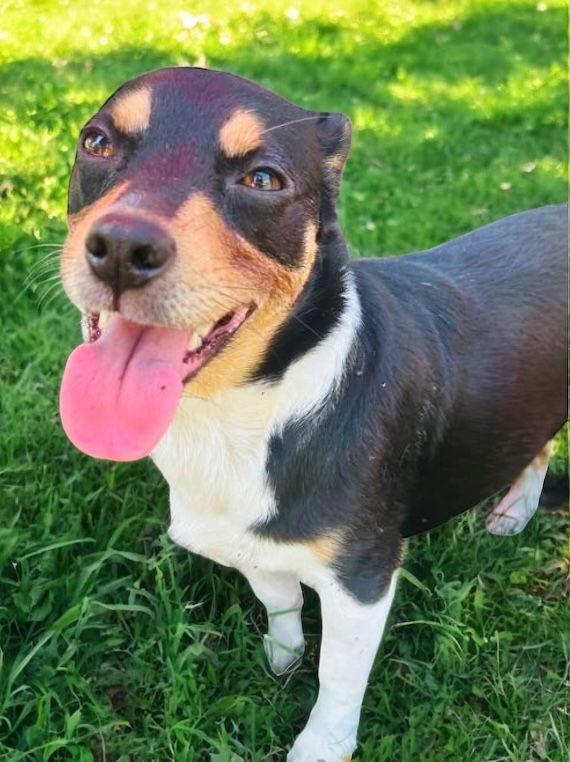 Enlarge Apple, a Adoptable mixed breed in Elizabethtown, PA image 2/3