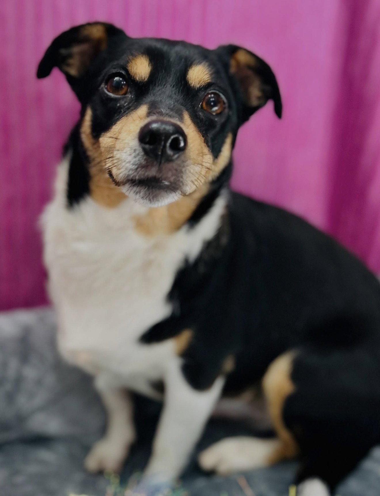 Enlarge Apple, a Adoptable mixed breed in Elizabethtown, PA image 3/3