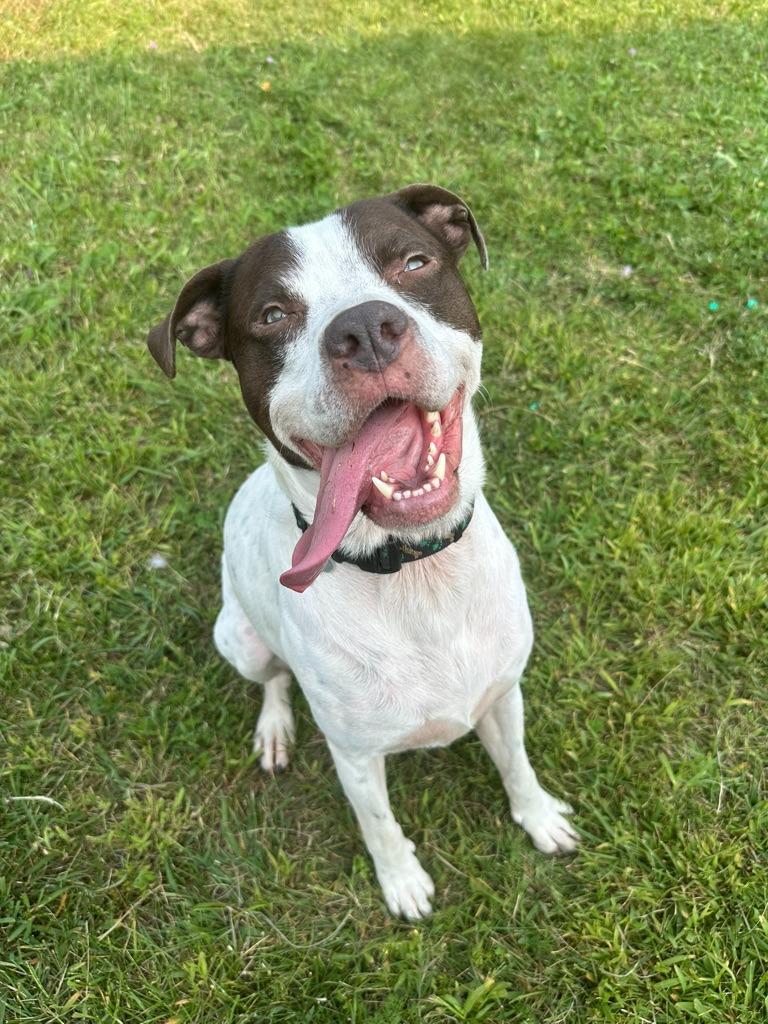 Enlarge Marvin, a Adoptable mixed breed in Hudson, NY image 2/6